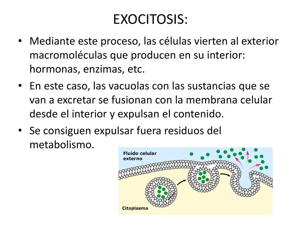 EXOCITOSIS: Mediante este proceso, las células vierten al exterior macromoléculas que producen en su interior: hormonas, enzimas, etc.