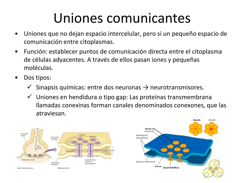 Uniones comunicantes Uniones que no dejan espacio intercelular, pero si un pequeño espacio de comunicación entre citoplasmas.