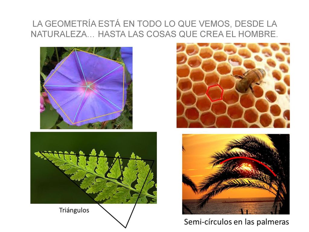 LA GEOMETRÍA ESTÁ EN TODO LO QUE VEMOS, DESDE LA NATURALEZA… HASTA LAS COSAS QUE CREA EL HOMBRE.