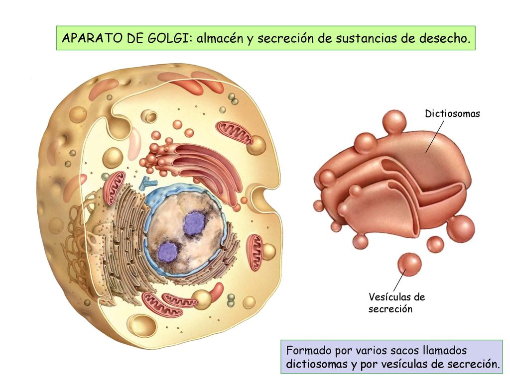 APARATO DE GOLGI: almacén y secreción de sustancias de desecho.