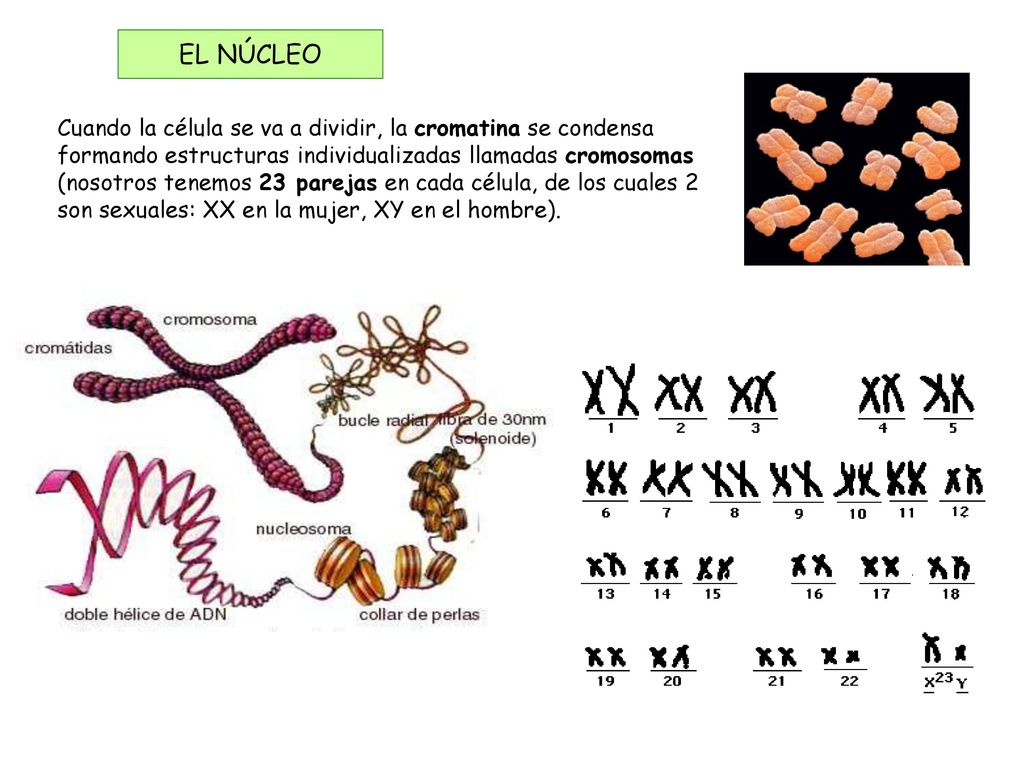 EL NÚCLEO Cuando la célula se va a dividir, la cromatina se condensa formando estructuras individualizadas llamadas cromosomas.