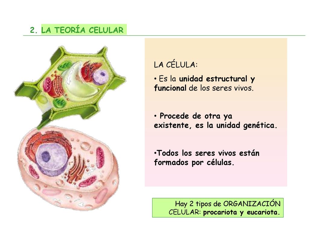 Es la unidad estructural y funcional de los seres vivos.