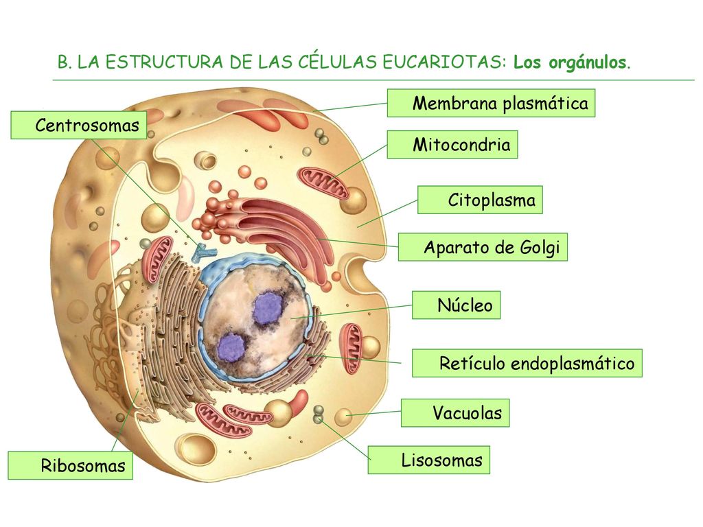 B. LA ESTRUCTURA DE LAS CÉLULAS EUCARIOTAS: Los orgánulos.