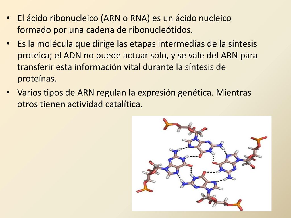 El ácido ribonucleico (ARN o RNA) es un ácido nucleico formado por una cadena de ribonucleótidos.