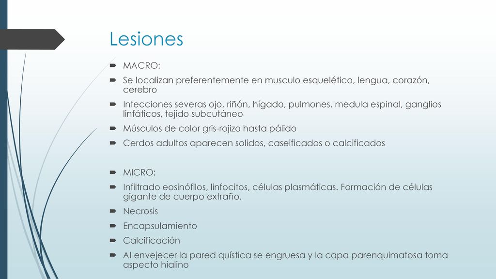 Lesiones MACRO: Se localizan preferentemente en musculo esquelético, lengua, corazón, cerebro.