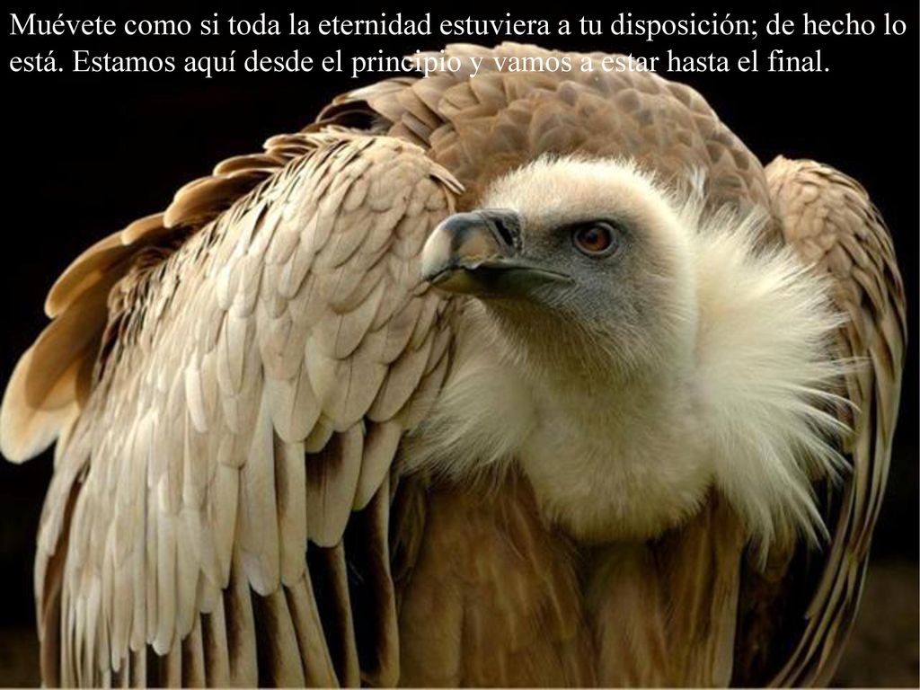 Muévete como si toda la eternidad estuviera a tu disposición; de hecho lo está.
