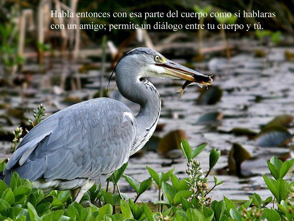 Habla entonces con esa parte del cuerpo como si hablaras con un amigo; permite un diálogo entre tu cuerpo y tú.