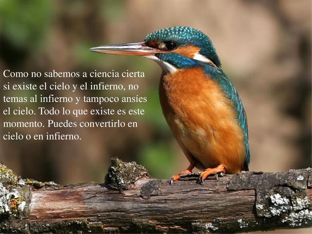 Como no sabemos a ciencia cierta si existe el cielo y el infierno, no temas al infierno y tampoco ansíes el cielo.