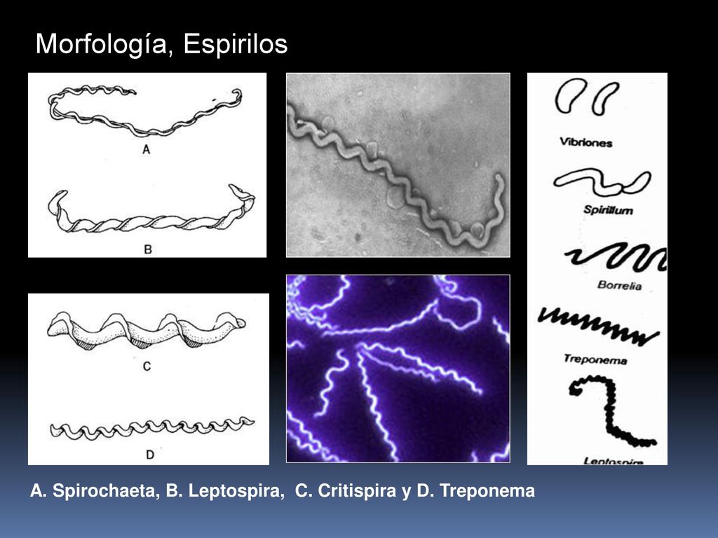 Morfología, Espirilos A. Spirochaeta, B. Leptospira, C. Critispira y D. Treponema