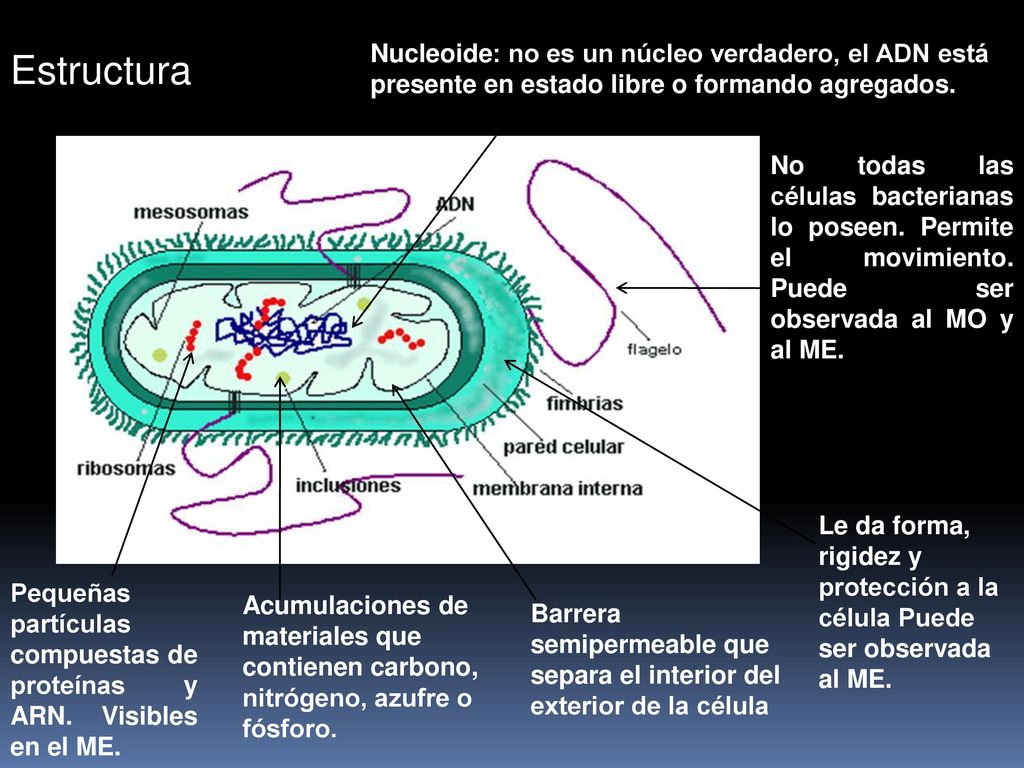 Nucleoide: no es un núcleo verdadero, el ADN está presente en estado libre o formando agregados.