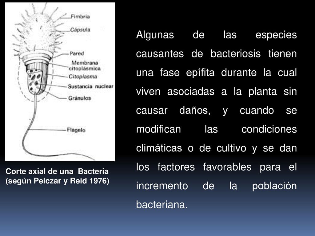 Algunas de las especies causantes de bacteriosis tienen una fase epífita durante la cual viven asociadas a la planta sin causar daños, y cuando se modifican las condiciones climáticas o de cultivo y se dan los factores favorables para el incremento de la población bacteriana.