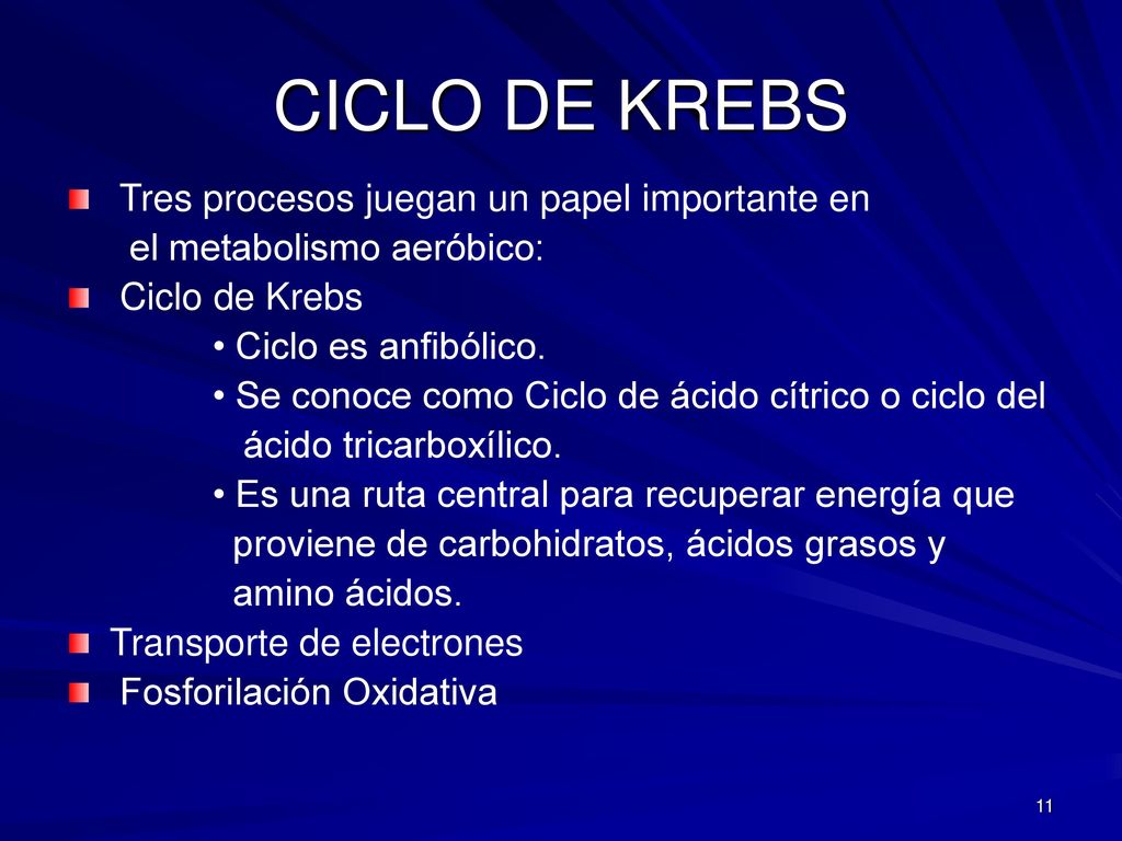 CICLO DE KREBS Tres procesos juegan un papel importante en