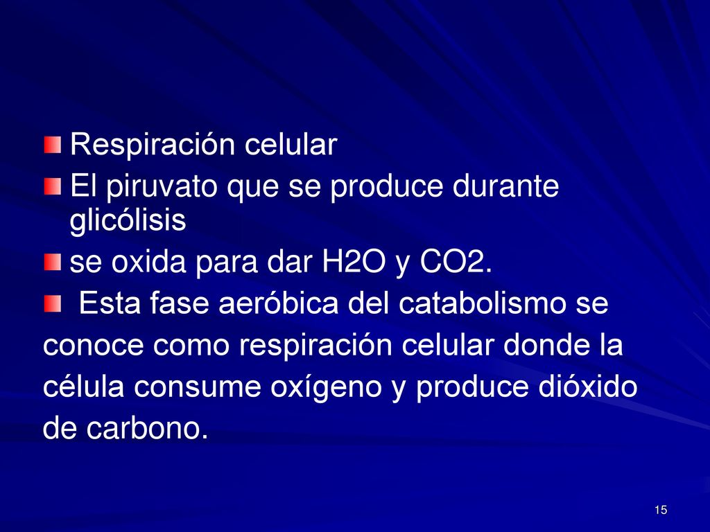 Respiración celular El piruvato que se produce durante glicólisis. se oxida para dar H2O y CO2. Esta fase aeróbica del catabolismo se.