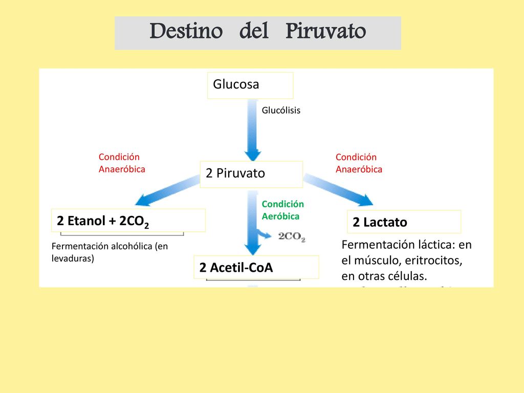 Destino del Piruvato Glucosa 2 Piruvato 2 Etanol + 2CO2 2 Lactato
