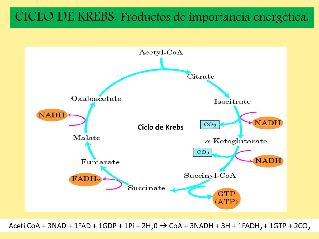 CICLO DE KREBS. Productos de importancia energética.