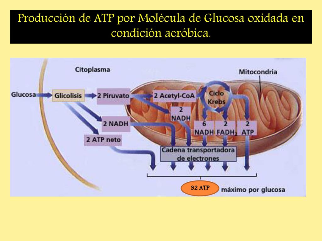 Producción de ATP por Molécula de Glucosa oxidada en condición aeróbica.
