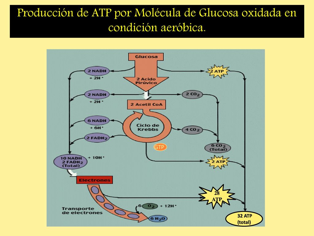 Producción de ATP por Molécula de Glucosa oxidada en condición aeróbica.