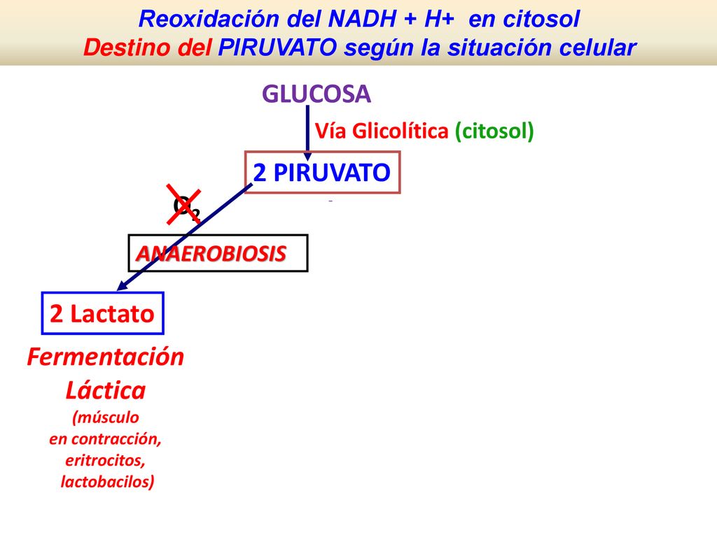 Fermentación Láctica Fermentación Alcohólica