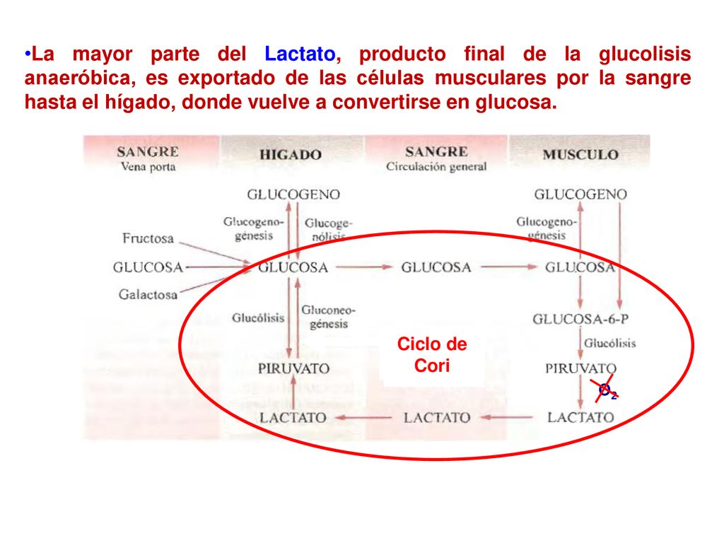 La mayor parte del Lactato, producto final de la glucolisis anaeróbica, es exportado de las células musculares por la sangre hasta el hígado, donde vuelve a convertirse en glucosa.