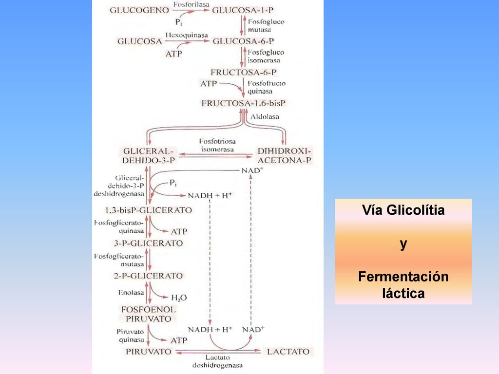 Vía Glicolítia y Fermentación láctica