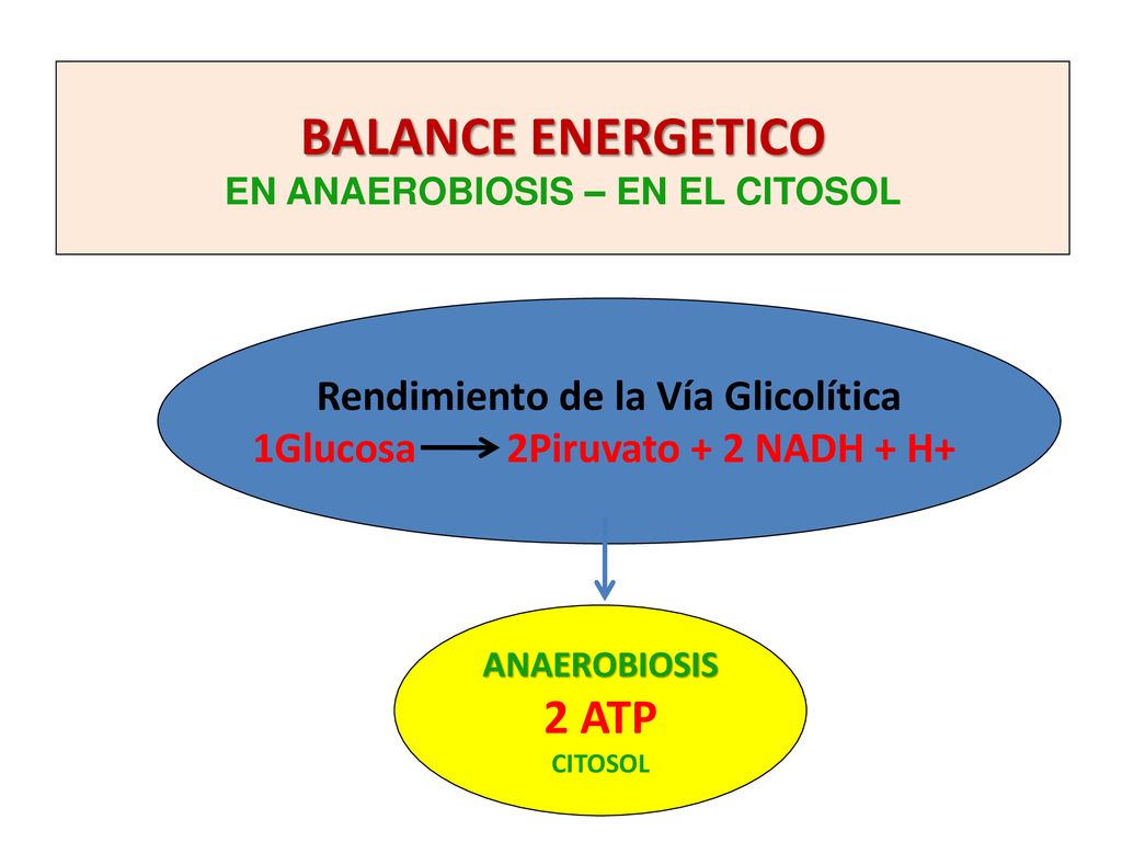 EN ANAEROBIOSIS – EN EL CITOSOL Rendimiento de la Vía Glicolítica