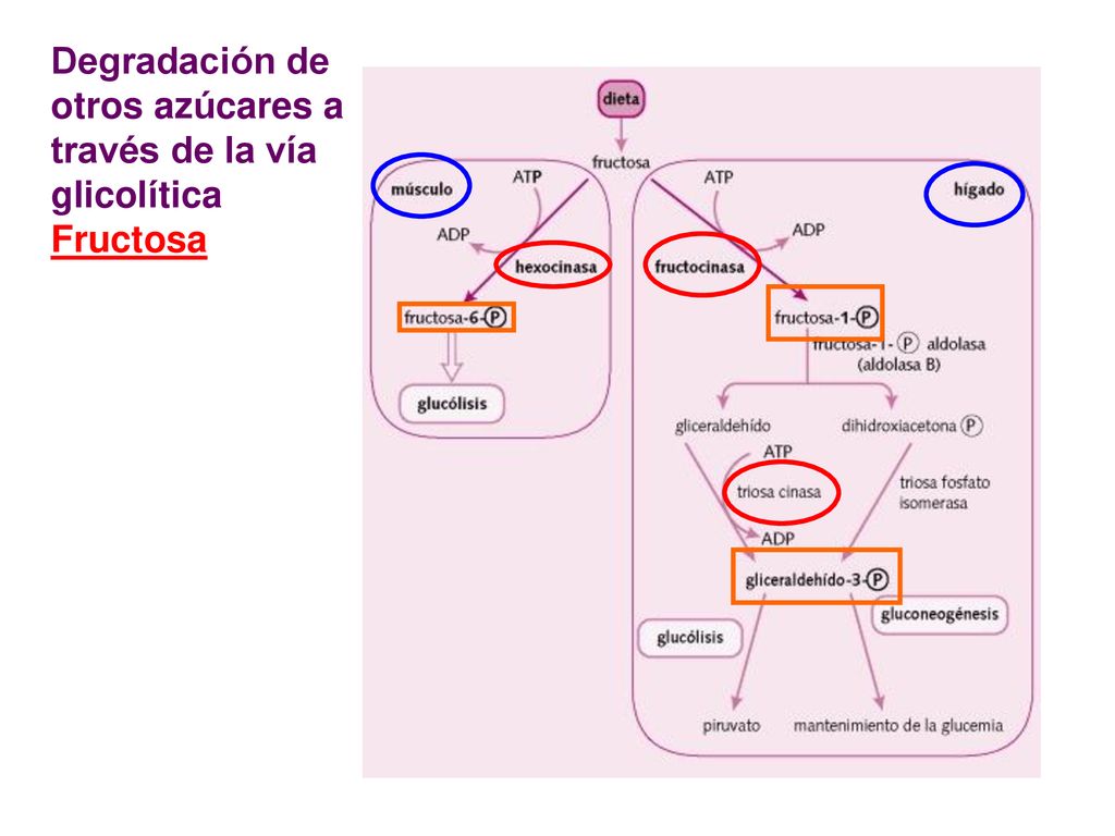 Degradación de otros azúcares a través de la vía glicolítica Fructosa