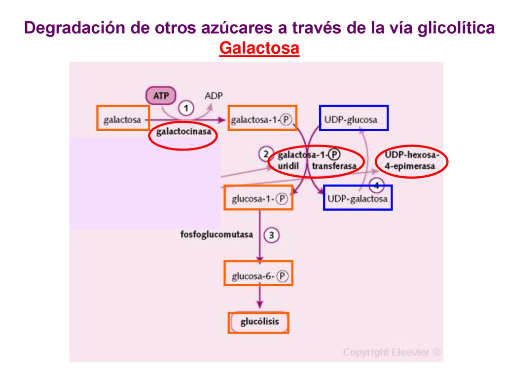 Degradación de otros azúcares a través de la vía glicolítica Galactosa