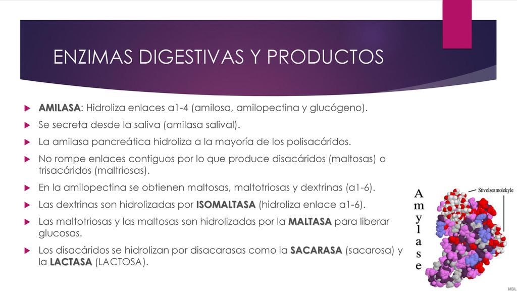 ENZIMAS DIGESTIVAS Y PRODUCTOS