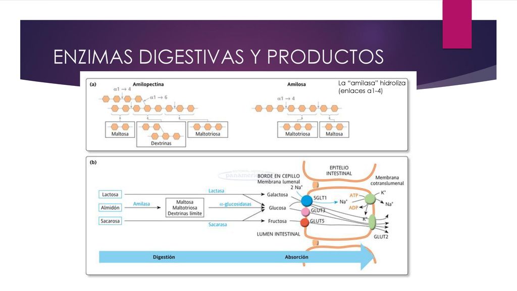 ENZIMAS DIGESTIVAS Y PRODUCTOS
