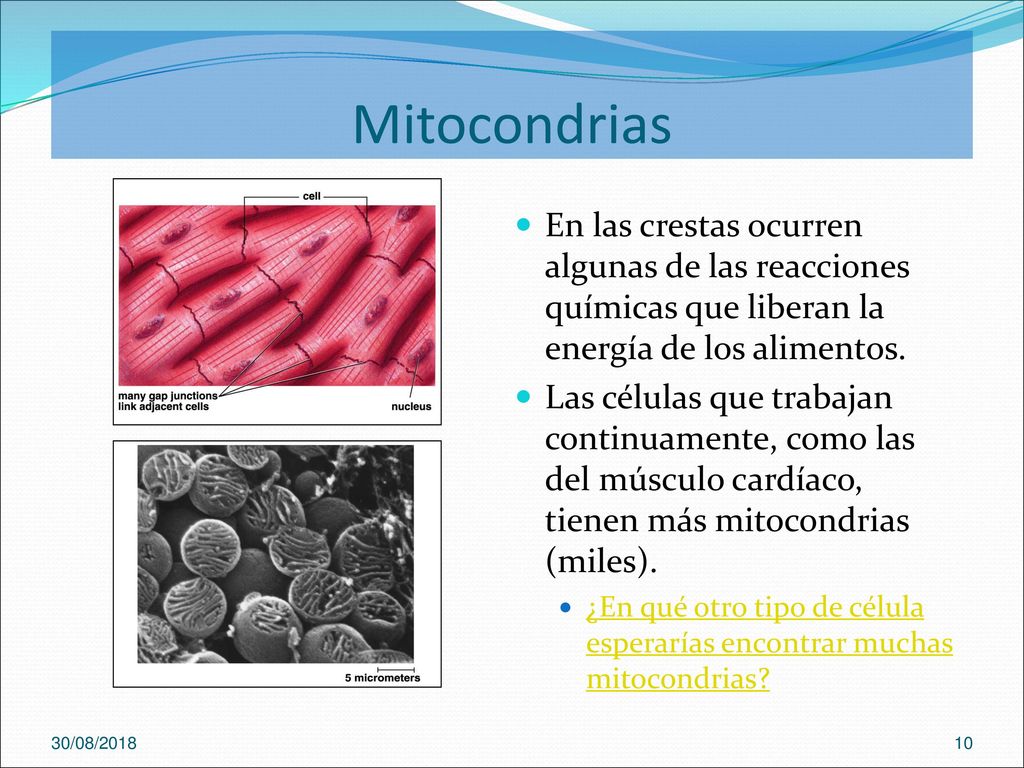 Mitocondrias En las crestas ocurren algunas de las reacciones químicas que liberan la energía de los alimentos.