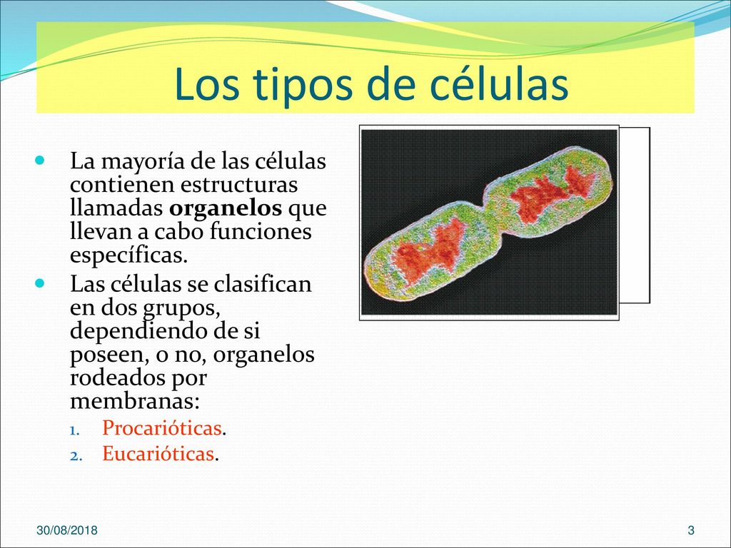 Los tipos de células La mayoría de las células contienen estructuras llamadas organelos que llevan a cabo funciones específicas.