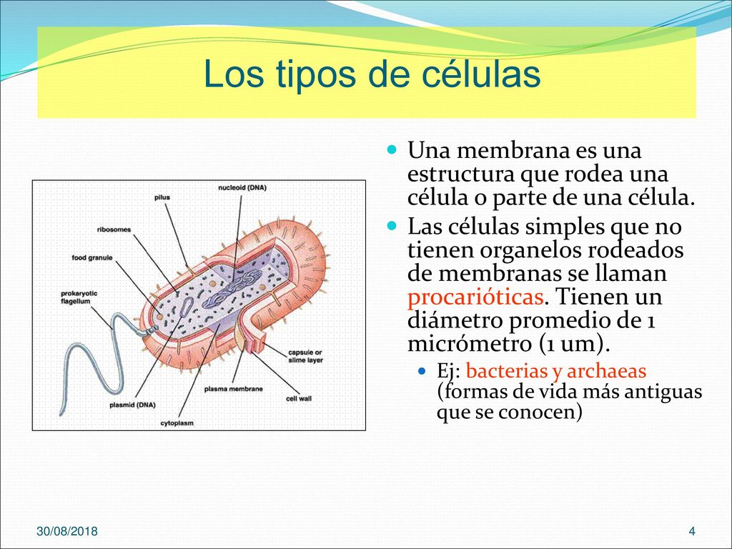 Los tipos de células Una membrana es una estructura que rodea una célula o parte de una célula.