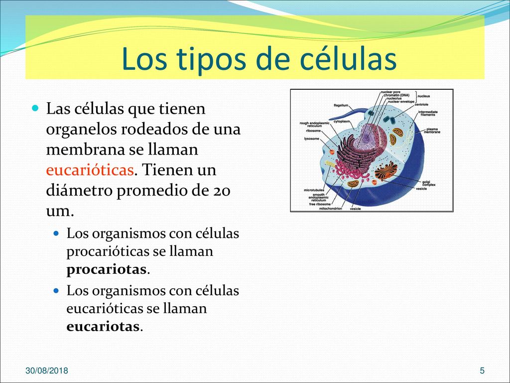 Los tipos de células Las células que tienen organelos rodeados de una membrana se llaman eucarióticas. Tienen un diámetro promedio de 20 um.