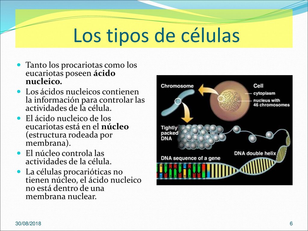Los tipos de células Tanto los procariotas como los eucariotas poseen ácido nucleico.