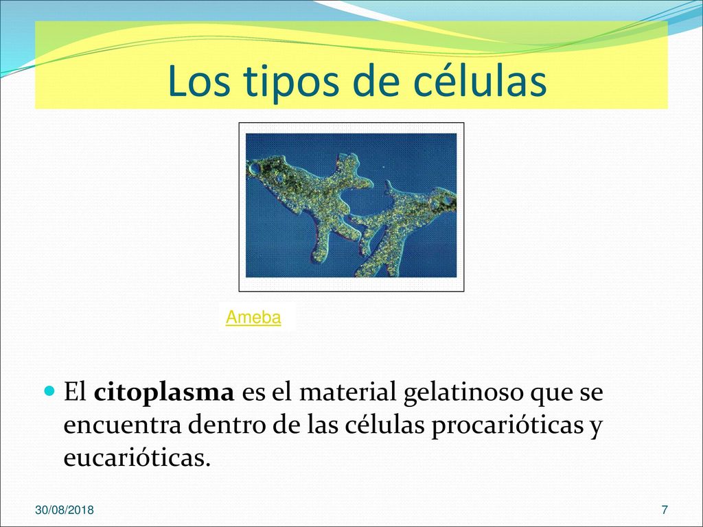 Los tipos de células Ameba. El citoplasma es el material gelatinoso que se encuentra dentro de las células procarióticas y eucarióticas.