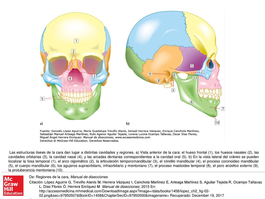 Las estructuras óseas de la cara dan lugar a distintas cavidades y regiones. a) Vista anterior de la cara: el hueso frontal (1), los huesos nasales (2), las cavidades orbitarias (3), la cavidad nasal (4), y las arcadas dentarias correspondientes a la cavidad oral (5). b) En la vista lateral del cráneo se pueden localizar la fosa temporal (1), el arco cigomático (2), la articulación temporomandibular (3), el cóndilo mandibular (4), el proceso coronoideo mandibular (5), el cuerpo mandibular (6), los agujeros supraorbitario, infraorbitario y mentoniano (7), el proceso mastoides temporal (8), el poro acústico externo (9), la protuberancia mentoniana (10).