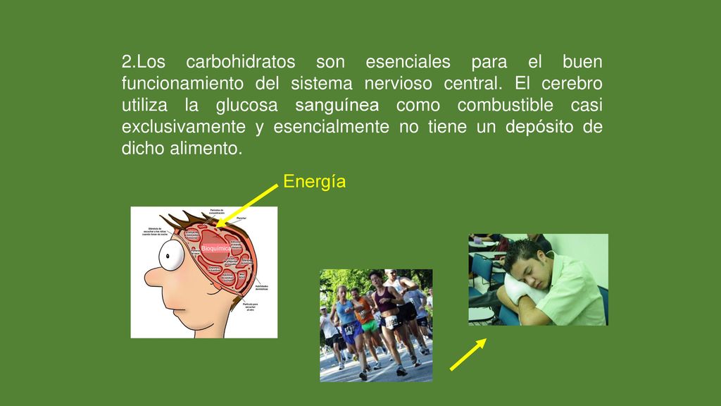 2.Los carbohidratos son esenciales para el buen funcionamiento del sistema nervioso central. El cerebro utiliza la glucosa sanguínea como combustible casi exclusivamente y esencialmente no tiene un depósito de dicho alimento.