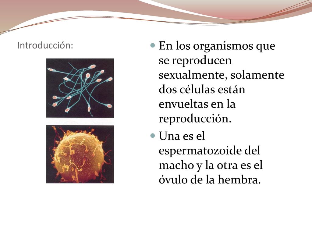 Una es el espermatozoide del macho y la otra es el óvulo de la hembra.