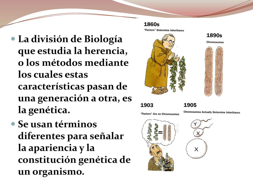 La división de Biología que estudia la herencia, o los métodos mediante los cuales estas características pasan de una generación a otra, es la genética.