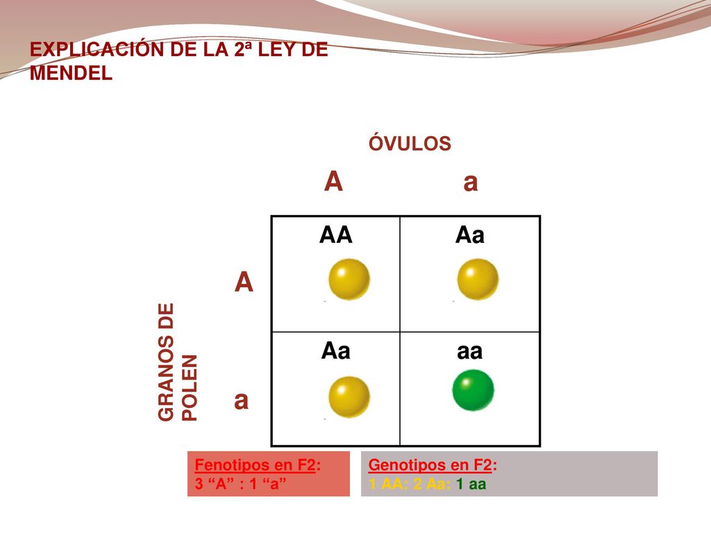 A a A a AA Aa aa EXPLICACIÓN DE LA 2ª LEY DE MENDEL ÓVULOS