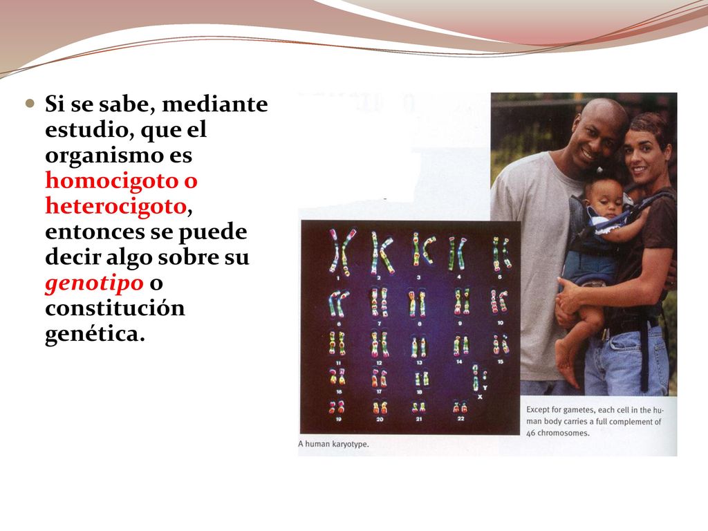 Si se sabe, mediante estudio, que el organismo es homocigoto o heterocigoto, entonces se puede decir algo sobre su genotipo o constitución genética.