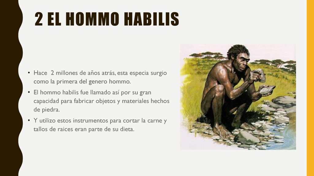 2 El hommo habilis Hace 2 millones de años atrás, esta especia surgio como la primera del genero hommo.