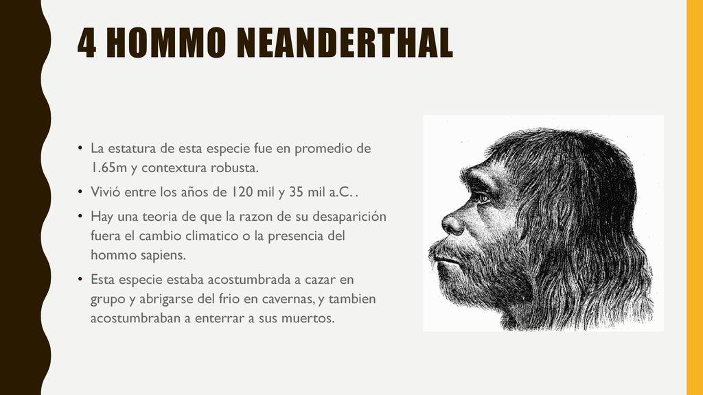 4 Hommo neanderthal La estatura de esta especie fue en promedio de 1.65m y contextura robusta. Vivió entre los años de 120 mil y 35 mil a.C. .