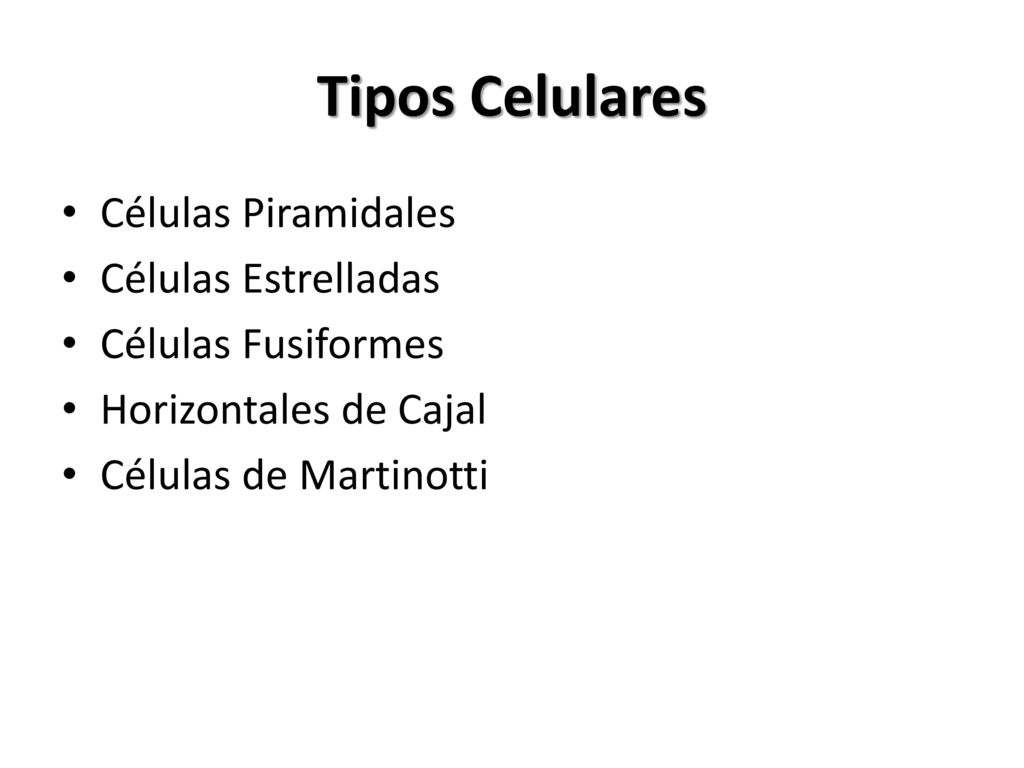 Tipos Celulares Células Piramidales Células Estrelladas