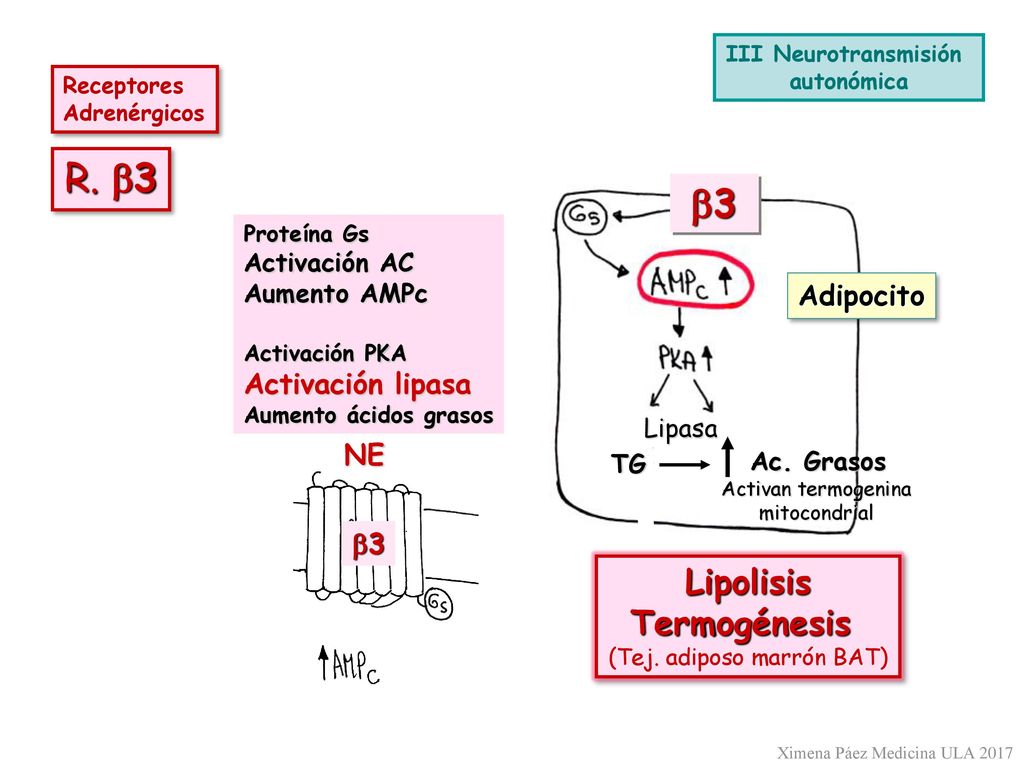 R. b3 b3 Lipolisis Termogénesis Adipocito Activación lipasa NE b3