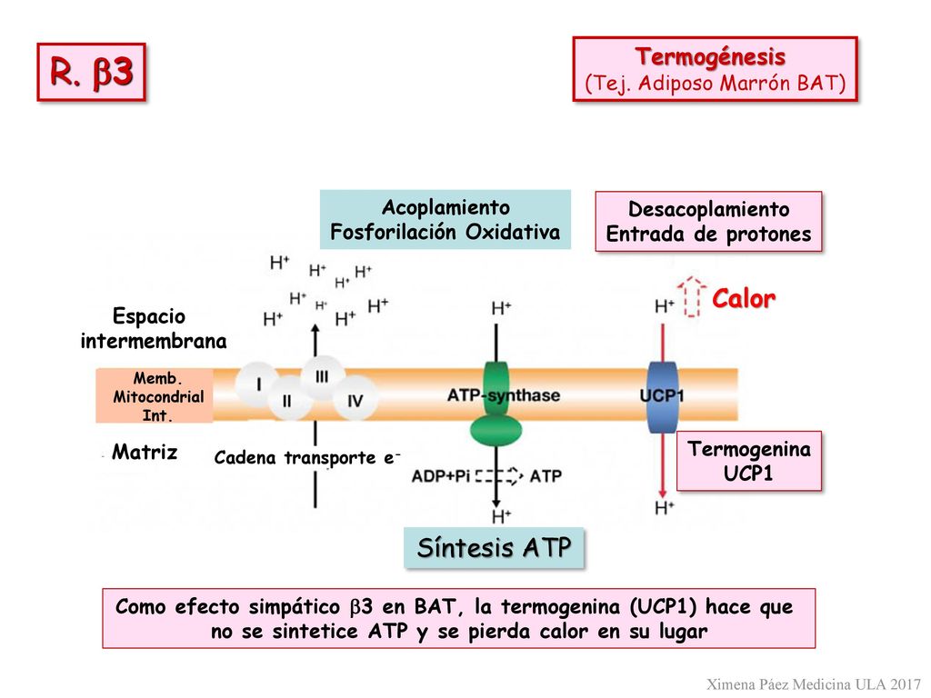 R. b3 Calor Síntesis ATP Termogénesis (Tej. Adiposo Marrón BAT)