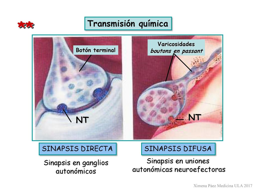 * * Transmisión química NT NT SINAPSIS DIRECTA SINAPSIS DIFUSA