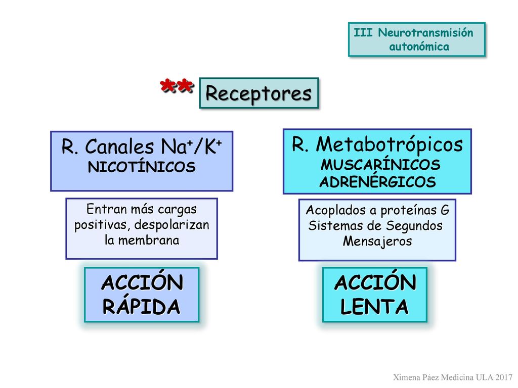 ** Receptores R. Canales Na+/K+ R. Metabotrópicos ACCIÓN RÁPIDA