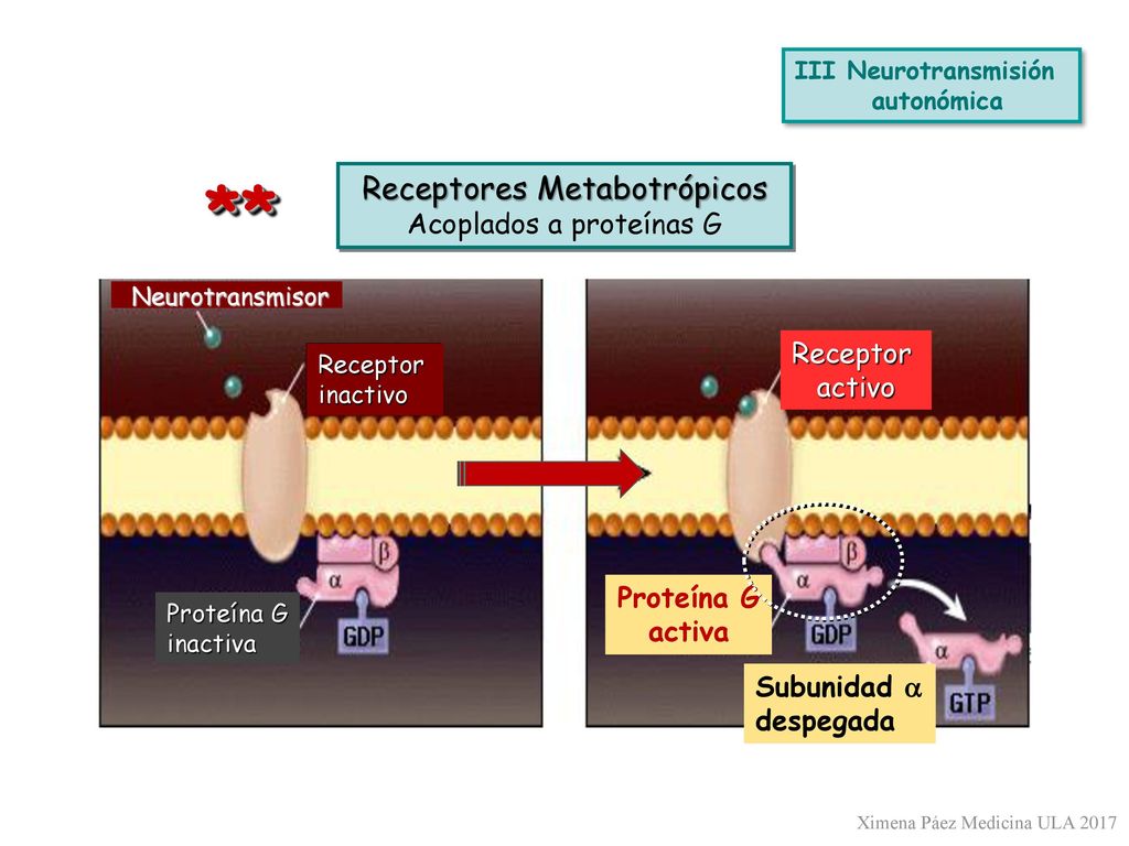 ** Receptores Metabotrópicos Acoplados a proteínas G Receptor activo