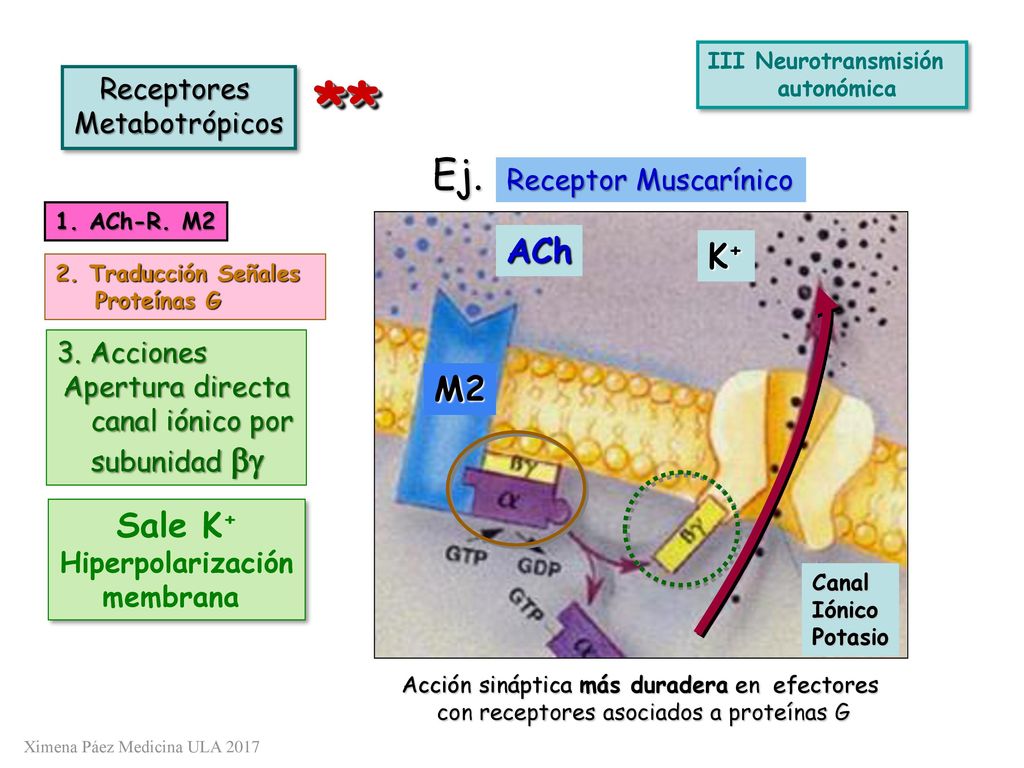 ** Ej. ACh K+ M2 Sale K+ Receptores Metabotrópicos
